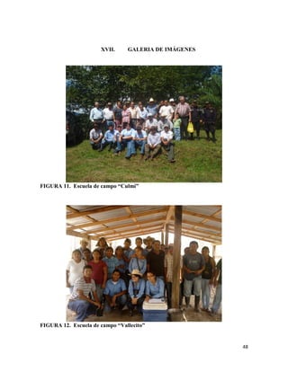 48
XVII. GALERIA DE IMÁGENES
FIGURA 11. Escuela de campo “Culmi”
FIGURA 12. Escuela de campo “Vallecito”
 