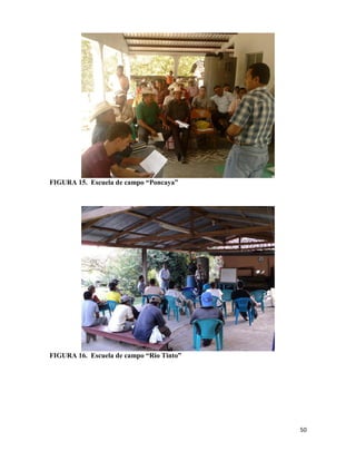 50
FIGURA 15. Escuela de campo “Poncaya”
FIGURA 16. Escuela de campo “Rio Tinto”
 