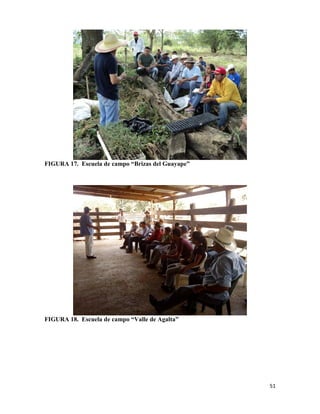 51
FIGURA 17. Escuela de campo “Brizas del Guayape”
FIGURA 18. Escuela de campo “Valle de Agalta”
 