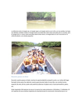 La diferencia entre el mangle rojo, el mangle negro y el mangle macho es en la flor y en las semillas, las hojas
son idénticas, también el árbol, el mangle macho es el árbol alto, tiene raíces zancudas pero no muchas, pero
el mangle rojo va a tener raíces zancudas desde arriba mismo, el mangle blanco lo van a encontrar en la
orilla del estuario, son arboles pequeños.




Nuestro paseo en bote

Durante nuestro paseo en bote, tuvimos la oportunidad de compartir junto a un nativo del lugar
llamado Carlos quien fue además nuestro guía durante todo el recorrido, nos nombró varias
especies de aves, de las cuales solo pudimos observar el pájaro azul, el ave quinceañera, patos,
etc.

Están registradas 264 especies de aves en la reserva las cuales pertenecen a 59 familias y 7 subfamilias, 50
son especies de aves acuáticas migratorias de importancia para la conservación internacional que en su
 
