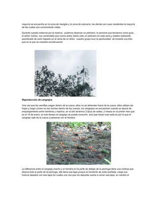 mayoría se encuentra en la zona de manglar y la zona de esturaría, las demás son aves residentes la mayoría
de las cuales son comúnmente vistas.

Durante nuestra estancia por la reserva , pudimos observar un pelícano, la persona que teníamos como guía ,
el señor Carlos, nos comentaba que nunca antes había visto un pelícano en esta zona y estaba realmente
asombrado de verlo trepado en el rama de un árbol, nuestro grupo tuvo la oportunidad de tomarle una foto,
que es la que se muestra acontinuación.




Reproducción de cangrejos

Una vez que las semillas caigan dentro de la cueva, ellos no se alimentan fuera de la cueva, ellos utilizan las
hojas y luego comen en las noches dentro de las cuevas, los cangrejos se encuentran cuando es época de
emparejamiento entre hembras y machos, en el año tenemos 2 tipos de vedas, 2 meses en el primer mes que
es el 15 de enero, en ese tiempo el cangrejo se puede consumir, sino que hacen esa veda es por lo que el
cangrejo sale de la cueva a parearse con la hembra.




La diferencia entre el cangrejo macho y el hembra en la parte de debajo de la pechuga tiene una corteza que
abarca toda la parte de la pechuga, ella tiene esa tapa porque al momento de estar preñada, carga sus
huevos tapados con esa tapa los cuales una vez que los deposita vuelve a cerrar esa tapa, en cambio el
 
