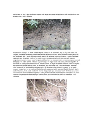 macho tiene un filito y tiene las tenaza que son más largas, en cambio la hembra son más pequeñas con una
tenaza ancha y la otra delgada.




Tenemos otra veda que es desde el 15 de Agosto hasta el 15 de septiembre, hay no se puede comer ese
cangrejo porque hay el cangrejo comienza a cambiar de caparazón, ellos tapan todas las cuevas, ya que se
han alimentado bien y tienen suficiente comida adentro de la cueva, entonces comienza a mudar, cambia el
caparazón, ese tiempo que mudan el no puede comer, no se pueden alimentar por esa razón algunos
cangrejos se mueren, una vez que el cangrejo está listo, tiene su caparazón duro, pero el cangrejo va a estará
débil porque no habrá comido, entonces hay mareas que no llegan hasta este sector, entonces la partes de
las cuevas se van a poner demasiado duro, porque no lleve, no llegan las mareas entonces como el cangrejo
esta débil no va a poder abrir la cueva, en la necesita abrir para poder salir a buscar alimentos, entonces
como el cangrejo no la puede abrir se muere dentro de la cueva, en ese tiempo el cangrejo no se puede
consumir porque tiene en su interior un liquido llamado oxalato del calcio, que es un liquido blanco, lo que le
producirá cólicos, hasta puede producir la muerte, el caparazón que se muda se pudre dentro de la cueva lo
cual sirve como abono para los manglares, si usted ya ah sido llevado por este liquido al hospital ya no podrá
consumir cangrejos aunque los cangrejos estén buenos, ya que todo esto le producirá una alergia a los
cangrejos.
 