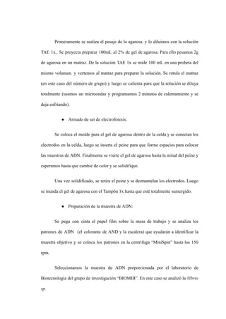 Primeramente se realiza el pesaje de la agarosa. y lo diluimos con la solución
TAE 1x.. Se proyecta preparar 100mL al 2% de gel de agarosa. Para ello pesamos 2g
de agarosa en un matraz. De la solución TAE 1x se mide 100 mL en una probeta del
mismo volumen. y vertemos al matraz para preparar la solución. Se rotula el matraz
(en este caso del número de grupo) y luego se calienta para que la solución se diluya
totalmente (usamos un microondas y programamos 2 minutos de calentamiento y se
deja enfriando).
● Armado de set de electroforesis:
Se coloca el molde para el gel de agarosa dentro de la celda y se conectan los
electrodos en la celda, luego se inserta el peine para que forme espacios para colocar
las muestras de ADN. Finalmente se vierte el gel de agarosa hasta la mitad del peine y
esperamos hasta que cambie de color y se solidifique.
Una vez solidificado, se retira el peine y se desmantelan los electrodos. Luego
se inunda el gel de agarosa con el Tampón 1x hasta que esté totalmente sumergido.
● Preparación de la muestra de ADN:
Se pega con cinta el papel film sobre la mesa de trabajo y se analiza los
patrones de ADN (el colorante de AND y la escalera) que ayudarán a identificar la
muestra objetivo y se coloca los patrones en la centrifuga “MiniSpin” hasta los 150
rpm.
Seleccionamos la muestra de ADN proporcionada por el laboratorio de
Biotecnología del grupo de investigación “BIOMIB”. En este caso se analizó la Vibrio
sp.
 