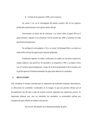 ● Vertido de los patrones ADN y de la muestra:
Se extrae 3 uL en la micropipeta del patrón escalera 1kb en los espacios
producidos anteriormente con el peine dentro del gel.
Nuevamente se extrae 4ul de colorante y se coloca sobre el papel film en 6
gotas distintas, seguido a eso extraemos 3ul de muestra de ADN y colcamos en cada
gota hasta homogeneizar.
Se configura la micropipeta a 7ul y se extrae 7ul del papel film y se coloca en
cada orificio del gel de agarosa previamente preparado.
Finalmente tapamos la celda y colocamos los cables en sus polos respectivos
(negro negativo, rojo positivo). Se enciende y se programa a 100v y se espera 1 hora
con 15 minutos aproximadamente. Luego de la hora programada se lleva la placa con
el gel de agarosa al fotodocumentador de geles para obtener los resultados.
V. RESULTADOS
Tras completar el tiempo estimado para la separación de moléculas mediante electroforesis,
se obtuvieron los resultados visualizados en la imagen, lo que nos permite afirmar que el
procedimiento fue llevado a cabo de manera correcta, logrando una separación exitosa. Es
importante destacar que, una vez obtenidos los resultados, es aconsejable realizar una
comparación para obtener un análisis más preciso.
Ilustración. Resultados en el fotodocumentador de geles
 