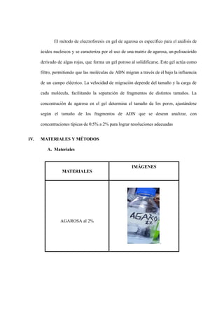 El método de electroforesis en gel de agarosa es específico para el análisis de
ácidos nucleicos y se caracteriza por el uso de una matriz de agarosa, un polisacárido
derivado de algas rojas, que forma un gel poroso al solidificarse. Este gel actúa como
filtro, permitiendo que las moléculas de ADN migran a través de él bajo la influencia
de un campo eléctrico. La velocidad de migración depende del tamaño y la carga de
cada molécula, facilitando la separación de fragmentos de distintos tamaños. La
concentración de agarosa en el gel determina el tamaño de los poros, ajustándose
según el tamaño de los fragmentos de ADN que se desean analizar, con
concentraciones típicas de 0.5% a 2% para lograr resoluciones adecuadas
IV. MATERIALES Y MÉTODOS
A. Materiales
MATERIALES
IMÁGENES
AGAROSA al 2%
.
 