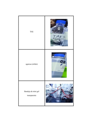 TAE
agarosa (sólido)
Bandeja de mini gel
transparente
 