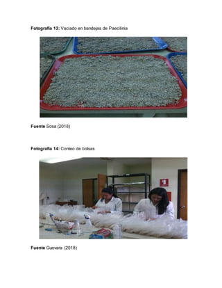 Fotografía 13: Vaciado en bandejas de Paecilinia
Fuente Sosa (2018)
Fotografía 14: Conteo de bolsas
Fuente Guevara (2018)
 