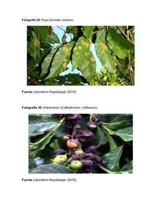 Fotografía 29: Roya (Humeilia vastatrix).
Fuente Laboratorio fitopatología (2018).
Fotografía 30: Antracnosis (Colletotrichum coffeanum).
Fuente Laboratorio fitopatología (2018).
 