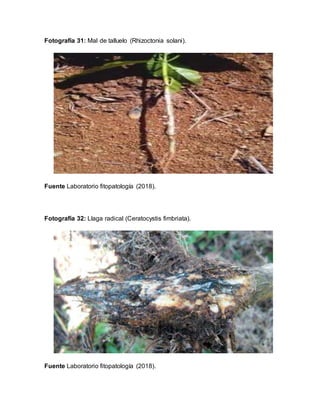 Fotografía 31: Mal de talluelo (Rhizoctonia solani).
Fuente Laboratorio fitopatología (2018).
Fotografía 32: Llaga radical (Ceratocystis fimbriata).
Fuente Laboratorio fitopatología (2018).
 