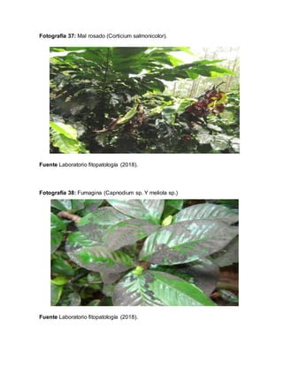 Fotografía 37: Mal rosado (Corticium salmonicolor).
Fuente Laboratorio fitopatología (2018).
Fotografía 38: Fumagina (Capnodium sp. Y meliola sp.)
Fuente Laboratorio fitopatología (2018).
 