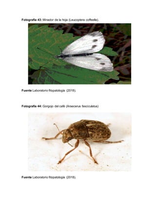 Fotografia 43: Minador de la hoja (Leucoptera coffeella).
Fuente Laboratorio fitopatología (2018).
Fotografía 44: Gorgojo del café (Araecerus fasciculatus)
Fuente Laboratorio fitopatología (2018).
 
