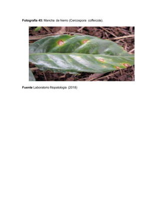 Fotografía 45: Mancha de hierro (Cercospora coffeicola).
Fuente Laboratorio fitopatología (2018)
 