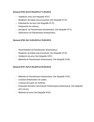 Semana N°05: Del 07-05-2018 al 11-05-2018.
- Ventilación arroz (Ver fotografía N°07).
- Rotulación de bolsas para el producto (Ver fotografía N°16).
- Esterilización de arroz (Ver fotografía N°15).
- Preparación de matrices.
- Inoculación de Paecilomyces fumasoroseus (Ver fotografía N°11).
- Observación de Paecilomyces fumasoroseus.
Semana N°06: Del 14-05-2018 al 18-05-2018.
- Desembolsado de Paecilomyces fumasoroseus.
- Rotulación de bolsas para el producto (Ver fotografía N°16).
- Ventilación de arroz (Ver fotografía N°07).
- Molienda de Paecilomyces fumasoroseus (Ver fotografía N°24).
Semana N°07: Del 21-05-2018 al 25-05-2018.
- Molienda de Paecilomyces fumasoroseus (Ver fotografía N°24).
- Limpieza del laboratorio de suelos.
- Limpieza del cuarto de molienda.
- Empacado hermético del producto Paecilomyces fumasoroseus (Ver fotografía
N°21-22-23).
- Molienda de arroz (Ver fotografía N°02).
 