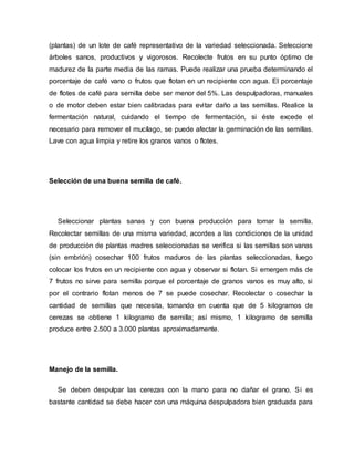 (plantas) de un lote de café representativo de la variedad seleccionada. Seleccione
árboles sanos, productivos y vigorosos. Recolecte frutos en su punto óptimo de
madurez de la parte media de las ramas. Puede realizar una prueba determinando el
porcentaje de café vano o frutos que flotan en un recipiente con agua. El porcentaje
de flotes de café para semilla debe ser menor del 5%. Las despulpadoras, manuales
o de motor deben estar bien calibradas para evitar daño a las semillas. Realice la
fermentación natural, cuidando el tiempo de fermentación, si éste excede el
necesario para remover el mucílago, se puede afectar la germinación de las semillas.
Lave con agua limpia y retire los granos vanos o flotes.
Selección de una buena semilla de café.
Seleccionar plantas sanas y con buena producción para tomar la semilla.
Recolectar semillas de una misma variedad, acordes a las condiciones de la unidad
de producción de plantas madres seleccionadas se verifica si las semillas son vanas
(sin embrión) cosechar 100 frutos maduros de las plantas seleccionadas, luego
colocar los frutos en un recipiente con agua y observar si flotan. Si emergen más de
7 frutos no sirve para semilla porque el porcentaje de granos vanos es muy alto, si
por el contrario flotan menos de 7 se puede cosechar. Recolectar o cosechar la
cantidad de semillas que necesita, tomando en cuenta que de 5 kilogramos de
cerezas se obtiene 1 kilogramo de semilla; así mismo, 1 kilogramo de semilla
produce entre 2.500 a 3.000 plantas aproximadamente.
Manejo de la semilla.
Se deben despulpar las cerezas con la mano para no dañar el grano. Si es
bastante cantidad se debe hacer con una máquina despulpadora bien graduada para
 