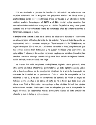 Una vez terminado el proceso de desinfección del sustrato, se debe tomar una
muestra compuesta de un kilogramo del preparado tomada de varios sitios y
profundidades dentro de 15 centímetros. Debe ser llevada a un laboratorio donde
realicen análisis fitosanitarios, el INSAI y el INIA prestan estos servicios, los
resultados de los análisis son entregados en 15 días. Es preferible asegurarse que el
sustrato este bien desinfectado y libre de nemátodos antes de sembrar la semilla o
llenar las bolsas para el vivero.
Siembra de la semilla: Antes de la siembra se debe haber aplicado el Trichoderma
en el germinador, al final de la tarde del día anterior. Para desinfectar la semilla se
sumergen en un tobo con agua, se agregan 75 gramos por tobo de Trichoderma y se
dejan sumergidas por 15 minutos. La siembra se realiza al voleo, asegurándose que
las semillas queden bien distribuidas y no queden montadas unas sobre otras, se
debe utilizar 1 kilogramo de semillas por metro cuadrado de semillero. Se cubren las
semillas con arena suelta ya desinfectada y sobre éstas se colocan hojas de helecho,
sacos de fique, de sisal u otros y se riega.
Se pueden usar otros recipientes como gaveras, cajones, cestas plásticas, entre
otros como alternativa artesanal de germinadores. Se debe aplicar riego una vez al
día o dos dependiendo de las condiciones climáticas de la zona. Lo importante es
mantener la humedad en el germinador. Cuándo inicia la emergencia de los
fosforitos, a los 30 o 45 días de sembradas las semillas, se retiran las hojas de
helecho u otra cobertura y se coloca el techo (si no lo tiene) que debe tener una
altura entre 0,80 a 1,00 metro, para proteger a las plántulas del sol. Las plantas
estarán en el semillero hasta que formen las chapolas que son la emergencia de
hojas redondas. Se recomienda realizar el trasplante cuando se está formando la
chapola ya que el daño a la raíz es menor.
 