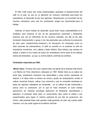 El Plan Café busca tres cosas fundamentales: garantizar el abastecimiento del
café en el país, ya que es un elemento de consumo importante para todos los
venezolanos; el desarrollo de las vías agrícolas; infraestructura y el suministro de los
insumos necesarios para que los productores tengan las herramientas para el
trabajo.
Además, el nuevo modelo de desarrollo, busca tener mayor sustentabilidad en lo
ecológico para erradicar el uso de los agroquímicos, pesticidas y fertilizantes
químicos que van en detrimento de los recursos naturales, por ello se les está
brindando financiamiento y apoyo a los tres elementos que conforman la producción
de este rubro: mantenimiento, fundación y la renovación. En Venezuela, como en
otras naciones de Latinoamérica, el café se convirtió en un producto no sólo de
importancia económica, sino cultural y hasta turística. Esta bebida, que siempre ha
estado y estará en las mesas de todos los venezolanos, forma parte de los hábitos
diarios del venezolano, ya que, su aroma deleita y estimula los sentidos.
Variedades mejoradas por INIA.
Monte Claro: Proviene del cruce original entre una planta de la variedad Villa Sarchi
y el Híbrido de Timor (Sachimor), efectuado en 1967, Monte Claro es un cultivar de
porte bajo, arquitectura compacta muy desarrollada y copa cónica; expresada en
relación a la altura entre el número de ramas y grado de compactación, similar al
cultivar comercial Caturra, cultivar muy comercial y que se encuentra sembrada en
todas las regiones cafetaleras de Venezuela. , es un cultivar de alto rendimiento y
precoz para su producción, por lo que se hace necesario un buen manejo
agronómico de mediana tecnología (aplicación de fertilizante, desmalezado y
platoneo); el productor debe tener un conocimiento claro sobre el cultivar y sus
requerimientos para lograr el máximo potencial de sus lote de producción. Así
mismo, esta presenta frutos más grandes (café gourmet), de color rojo cuando están
maduros, con una punta aguda en el extremo del fruto.
 