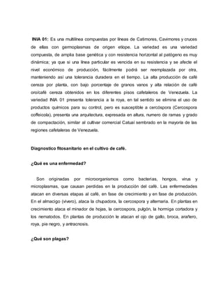 INIA 01: Es una multilínea compuestas por líneas de Catimores, Cavimores y cruces
de ellas con germoplasmas de origen etíope. La variedad es una variedad
compuesta, de amplia base genética y con resistencia horizontal al patógeno es muy
dinámica; ya que si una línea particular es vencida en su resistencia y se afecte el
nivel económico de producción, fácilmente podrá ser reemplazada por otra,
manteniendo así una tolerancia duradera en el tiempo. La alta producción de café
cereza por planta, con bajo porcentaje de granos vanos y alta relación de café
oro/café cereza obtenidos en los diferentes pisos cafetaleros de Venezuela. La
variedad INIA 01 presenta tolerancia a la roya, en tal sentido se elimina el uso de
productos químicos para su control, pero es susceptible a cercóspora (Cercospora
coffeicola), presenta una arquitectura, expresada en altura, numero de ramas y grado
de compactación, similar al cultivar comercial Catuaí sembrado en la mayoría de las
regiones cafetaleras de Venezuela.
Diagnostico fitosanitario en el cultivo de café.
¿Qué es una enfermedad?
Son originadas por microorganismos como bacterias, hongos, virus y
microplasmas, que causan perdidas en la producción del café. Las enfermedades
atacan en diversas etapas al café, en fase de crecimiento y en fase de producción.
En el almacigo (vivero), ataca la chupadora, la cercospora y alternaria. En plantas en
crecimiento ataca el minador de hojas, la cercospora, pulgón, la hormiga cortadora y
los nematodos. En plantas de producción le atacan el ojo de gallo, broca, arañero,
roya, pie negro, y antracnosis.
¿Qué son plagas?
 