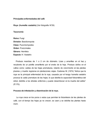 Principales enfermedades del café
Roya (humeilia vastatrix) (Ver fotografía N°29)
Taxonomía
Reino: Fungi
División: Basidiomycota
Clase: Pucciniomycetes
Orden: Puncciniales
Género: Hemileia
Especie: H. Vastatrix
Produce manchas de 1 o 2 cm de diámetro. Lizas y amarillas en el haz y
recubierta de un polvillo amarillento por el envés de la hoja. Produce daños en el
cultivo como: caídas de las hojas prematuras, retardo de crecimiento en las plantas
jóvenes y muerte regresiva en plantaciones viejas. Cadenas M. (1974) “Indica que la
roya es la principal enfermedad de la roya, causada por el hongo humeilia vastatrix
provoca la caída prematura de las hojas, lo que debilita la capacidad fotosintética del
árbol, debilita a los árboles enfermos y puede desembocar en la muerte del cafeto”
(P.170).
Proceso de infestación y diseminación de la roya.
La roya crece en los poros o estos que permiten la fotosíntesis de las plantas de
café, con el tiempo las hojas ya no crecen, se caen y se debilita las plantas hasta
morir.
 
