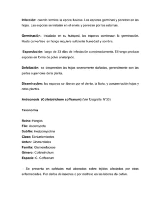 Infección: cuando termina la época lluviosa. Las esporas germinan y penetran en las
hojas. Las esporas se instalan en el envés y penetran por los estomas.
Germinación: instalado en su huésped, las esporas comienzan la germinación.
Hasta convertirse en hongo requiere suficiente humedad y sombra.
Esporulación: luego de 33 días de infestación aproximadamente. El hongo produce
esporas en forma de polvo anaranjado.
Defoliación: se desprenden las hojas severamente dañadas, generalmente son las
partes superiores de la planta.
Diseminación: las esporas se liberan por el viento, la lluvia, y contaminación hojas y
otras plantas.
Antracnosis (Colletotrichum coffeanum) (Ver fotografía N°30)
Taxonomía
Reino: Hongos
Filo: Ascomycota
Subfilo: Hezizomycotina
Clase: Sordariomicetos
Orden: Glomerellales
Familia: Glomerellaceae
Género: Colletotrichum
Especie: C. Coffeanum
- Se presenta en cafetales mal abonados sobre tejidos afectados por otras
enfermedades. Por daños de insectos o por maltrato en las labores de cultivo.
 