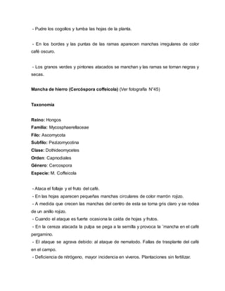 - Pudre los cogollos y tumba las hojas de la planta.
- En los bordes y las puntas de las ramas aparecen manchas irregulares de color
café oscuro.
- Los granos verdes y pintones atacados se manchan y las ramas se tornan negras y
secas.
Mancha de hierro (Cercóspora coffeicola) (Ver fotografía N°45)
Taxonomía
Reino: Hongos
Familia: Mycosphaerellaceae
Filo: Ascomycota
Subfilo: Pezizomycotina
Clase: Dothideomycetes
Orden: Capnodiales
Género: Cercospora
Especie: M. Coffeicola
- Ataca el follaje y el fruto del café.
- En las hojas aparecen pequeñas manchas circulares de color marrón rojizo.
- A medida que crecen las manchas del centro de esta se torna gris claro y se rodea
de un anillo rojizo.
- Cuando el ataque es fuerte ocasiona la caída de hojas y frutos.
- En la cereza atacada la pulpa se pega a la semilla y provoca la ¨mancha en el café
pergamino.
- El ataque se agrava debido: al ataque de nematodo. Fallas de trasplante del café
en el campo.
- Deficiencia de nitrógeno, mayor incidencia en viveros. Plantaciones sin fertilizar.
 