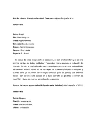 Mal del talluelo (Rhizoctonia solani, Fusarium sp.) (Ver fotografía N°31)
Taxonomía
Reino: Fungi
Filo: Basidiomycota
Clase: Hyphomycetes
Subclase: Incertae sedis
Orden: Agonomicetaceae
Género: Rhizoctonia
Especie: R. Solani
El ataque de estos hongos solos o asociados, se dan en el semillero y no se nota
por los parches de tallitos doblados y ¨cabecitas¨ negras podridas o reducción del
diámetro del tallo al nivel del suelo, con constricciones oscuras en esta parte del tallo,
así también, cuando habré su par de hojas del cotiledón (mariposa o chapola) y
cuando tiene ya su primer par de hojas formadas (cola de perico). Los síntomas
típicos son lesiones café oscuras en la base del tallo, las plantitas se doblan, se
marchitan y luego se mueren, generalmente en parches.
Cáncer de tronco o yaga del café (Ceratocystis fimbriata) (Ver fotografía N°32-33)
Taxonomía
Reino: Hongos
División: Ascomycota
Clase: Sordariomicetos
Orden: Microscolas
 