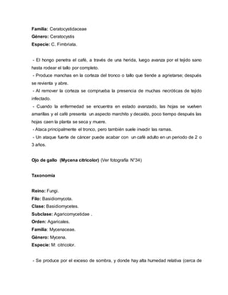 Familia: Ceratocystidaceae
Género: Ceratocystis
Especie: C. Fimbriata.
- El hongo penetra el café, a través de una herida, luego avanza por el tejido sano
hasta rodear el tallo por completo.
- Produce manchas en la corteza del tronco o tallo que tiende a agrietarse; después
se revienta y abre.
- Al remover la corteza se comprueba la presencia de muchas necróticas de tejido
infectado.
- Cuando la enfermedad se encuentra en estado avanzado, las hojas se vuelven
amarillas y el café presenta un aspecto marchito y decaído, poco tiempo después las
hojas caen la planta se seca y muere.
- Ataca principalmente el tronco, pero también suele invadir las ramas.
- Un ataque fuerte de cáncer puede acabar con un café adulto en un periodo de 2 o
3 años.
Ojo de gallo (Mycena citricolor) (Ver fotografía N°34)
Taxonomía
Reino: Fungi.
Filo: Basidiomycota.
Clase: Basidiomycetes.
Subclase: Agaricomycetidae .
Orden: Agaricales.
Familia: Mycenaceae.
Género: Mycena.
Especie: M: citricolor.
- Se produce por el exceso de sombra, y donde hay alta humedad relativa (cerca de
 