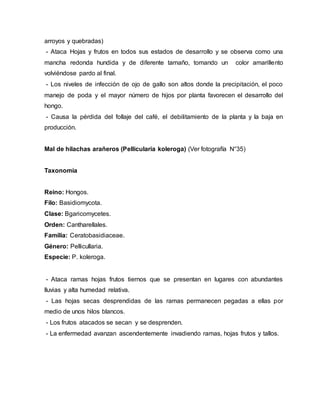 arroyos y quebradas)
- Ataca Hojas y frutos en todos sus estados de desarrollo y se observa como una
mancha redonda hundida y de diferente tamaño, tomando un color amarillento
volviéndose pardo al final.
- Los niveles de infección de ojo de gallo son altos donde la precipitación, el poco
manejo de poda y el mayor número de hijos por planta favorecen el desarrollo del
hongo.
- Causa la pérdida del follaje del café, el debilitamiento de la planta y la baja en
producción.
Mal de hilachas arañeros (Pellicularia koleroga) (Ver fotografía N°35)
Taxonomía
Reino: Hongos.
Filo: Basidiomycota.
Clase: Bgaricomycetes.
Orden: Cantharellales.
Familia: Ceratobasidiaceae.
Género: Pellicullaria.
Especie: P. koleroga.
- Ataca ramas hojas frutos tiernos que se presentan en lugares con abundantes
lluvias y alta humedad relativa.
- Las hojas secas desprendidas de las ramas permanecen pegadas a ellas por
medio de unos hilos blancos.
- Los frutos atacados se secan y se desprenden.
- La enfermedad avanzan ascendentemente invadiendo ramas, hojas frutos y tallos.
 