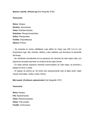 Quema o derrite (Phoma sp) (Ver fotografía N°36)
Taxonomía
Reino: Hongos.
División: Ascomycota.
Clase: Dothideomycetes.
Subclase: Pleosporomycetidae.
Orden: Pleosporales.
Familia: Didymellaceae.
Género: Phoma.
- Se presenta en zonas cafetaleras cuya altitud es mayor que 400 m.s.n.m con
temperatura baja, alta, húmeda, relativa y días nublados que favorecen el desarrollo
del hongo.
- Se manifiesta normalmente con la presencia de manchas de color negro mate, con
apariencia de papel quemado en el ápice de las hojas tiernas.
- En hojas jóvenes aparecen manchas semicirculares de color negro, se arruchan y
pliegan en torno a estas.
- El ataque de phoma sp. Se limita casi exclusivamente ante el tejido joven: hojas
nuevas terminales, brotes y frutos tiernos.
Mal rosado (Corticium salmonicolor) (Ver fotografía N°37)
Taxonomía
Reino: Hongos.
Filo: Basidiomycota.
Clase: Basidiomycetidae.
Orden: Poly porales.
Familia: Corticiaceae.
 