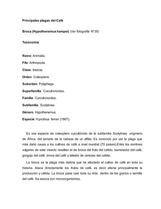 Principales plagas del Café
Broca (Hypothenemus hampei) (Ver fotografía N°39)
Taxonomía
Reino: Animalia.
Filo: Arthropoda.
Clase: Insecta.
Orden: Coleoptera.
Suborden: Polyphaga.
Superfamilia: Curculionoidea.
Familia: Curculionoidea.
Subfamilia: Scolytinae.
Género: Hypothenemus.
Especie: H.prolixus ferrari (1867).
Es una especie de coleoptero curculiónido de la subfamilia Scolytinae originario
de África, del tamaño de la cabeza de un alfiler. Es conocido por ser la plaga que
más daño causa a los cultivos de café a nivel mundial (70 países).Entre los nombres
vulgares de este insecto resaltan el de broca del fruto del cafeto, barrenador del café,
gorgojo del café, broca del café y taladro de cerezas del cafeto.
La broca es la plaga más dañina que ha afectado el cultivo de café en toda su
historia. Ataca directamente los frutos de café, es decir afecta principalmente la
producción y cálida. La broca pasa casi toda su vida dentro de los granos o semilla
del café. Se asocia con microorganismos.
 