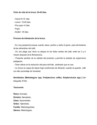 Ciclo de vida de la broca: 24-45 días.
- Huevo=5-15 días
- Larva= 10-26 días.
- Pre pupa =2 días.
- Pupa.
- Adulto= 45 días.
Proceso de infestación de la broca.
- Es muy perjudicial porque cuando ataca, perfora y daña el grano, para alimentarse
de las almendras del café.
- Es una plaga que inicia su ataque en los frutos verdes del café, entre los 3 y 4
meses después de la florescencia.
- Presenta perdida de la calidad del producto y permite la entrada de organismos
patógenos.
- Tiene efecto en la reducción del peso del fruto perforado que no cae.
- La broca es capaz de atacar bajo condiciones de almacén, cuando se guarda café
con alto porcentaje de humedad.
Nemátodos (Meloidogyne spp, Pratylenchus coffea, Rotylenchulus spp.) (Ver
fotografía N°40)
Taxonomía
Reino: Animalia.
División: Nematoda.
Clase: Secernentea.
Orden: Tylenchida.
Familia: Meloidogynidae.
Género: Meloidogyne.
 