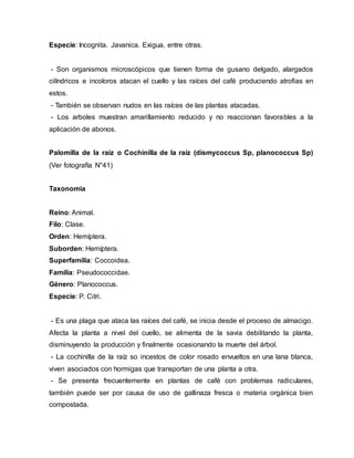 Especie: Incognita. Javanica. Exigua, entre otras.
- Son organismos microscópicos que tienen forma de gusano delgado, alargados
cilíndricos e incoloros atacan el cuello y las raíces del café produciendo atrofias en
estos.
- También se observan nudos en las raíces de las plantas atacadas.
- Los arboles muestran amarillamiento reducido y no reaccionan favorables a la
aplicación de abonos.
Palomilla de la raíz o Cochinilla de la raíz (dismycoccus Sp, planococcus Sp)
(Ver fotografía N°41)
Taxonomía
Reino: Animal.
Filo: Clase.
Orden: Hemíptera.
Suborden: Hemíptera.
Superfamilia: Coccoidea.
Familia: Pseudococcidae.
Género: Planococcus.
Especie: P. Citri.
- Es una plaga que ataca las raíces del café, se inicia desde el proceso de almacigo.
Afecta la planta a nivel del cuello, se alimenta de la savia debilitando la planta,
disminuyendo la producción y finalmente ocasionando la muerte del árbol.
- La cochinilla de la raíz so incestos de color rosado envueltos en una lana blanca,
viven asociados con hormigas que transportan de una planta a otra.
- Se presenta frecuentemente en plantas de café con problemas radiculares,
también puede ser por causa de uso de gallinaza fresca o materia orgánica bien
compostada.
 