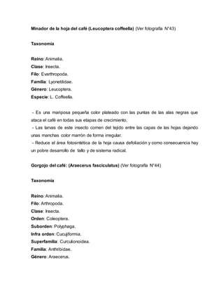 Minador de la hoja del café (Leucoptera coffeella) (Ver fotografía N°43)
Taxonomía
Reino: Animalia.
Clase: Insecta.
Filo: Evarthropoda.
Familia: Lyonetilidae.
Género: Leucoptera.
Especie: L. Coffeella.
- Es una mariposa pequeña color plateado con las puntas de las alas negras que
ataca el café en todas sus etapas de crecimiento.
- Las larvas de este insecto comen del tejido entre las capas de las hojas dejando
unas manchas color marrón de forma irregular.
- Reduce el área fotosintética de la hoja causa defoliación y como consecuencia hay
un pobre desarrollo de tallo y de sistema radical.
Gorgojo del café: (Araecerus fasciculatus) (Ver fotografía N°44)
Taxonomía
Reino: Animalia.
Filo: Arthropoda.
Clase: Insecta.
Orden: Coleoptera.
Suborden: Polyphaga.
Infra orden: Cucujiformia.
Superfamilia: Curculionoidea.
Familia: Anthribidae.
Género: Araecerus.
 