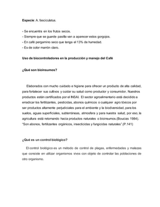 Especie: A. fasciculatus.
- Se encuentra en los frutos secos.
- Siempre que se guarde pasilla van a aparecer estos gorgojos.
- En café pergamino seco que tenga el 13% de humedad.
- Es de color marrón claro.
Uso de biocontroladores en la producción y manejo del Café
¿Qué son bioinsumos?
Elaborados con mucho cuidado e higiene para ofrecer un producto de alta calidad,
para fortalecer sus cultivos y cuidar su salud como productor y consumidor. Nuestros
productos están certificados por el INSAI. El sector agroalimentario está decidido a
erradicar los fertilizantes, pesticidas, abonos químicos o cualquier agro tóxicos por
ser productos altamente perjudiciales para el ambiente y la biodiversidad, para los
suelos, aguas superficiales, subterráneas, atmosfera y para nuestra salud, por eso, la
agricultura está retornando hacia productos naturales o bioinsumos.(Boucias 1984).
“Son abonos, fertilizantes orgánicos, insecticidas y fungicidas naturales”.(P.141)
¿Qué es un control biológico?
El control biológico es un método de control de plagas, enfermedades y malezas
que consiste en utilizar organismos vivos con objeto de controlar las poblaciones de
otro organismo.
 