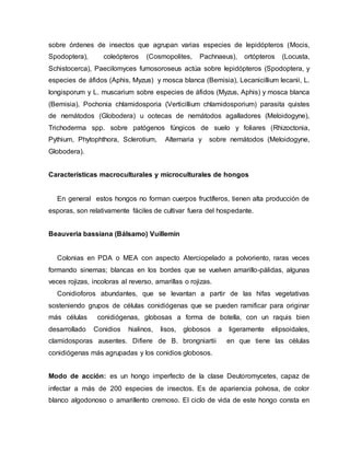 sobre órdenes de insectos que agrupan varias especies de lepidópteros (Mocis,
Spodoptera), coleópteros (Cosmopolites, Pachnaeus), ortópteros (Locusta,
Schistocerca), Paecilomyces fumosoroseus actúa sobre lepidópteros (Spodoptera, y
especies de áfidos (Aphis, Myzus) y mosca blanca (Bemisia), Lecanicillium lecanii, L.
longisporum y L. muscarium sobre especies de áfidos (Myzus, Aphis) y mosca blanca
(Bemisia), Pochonia chlamidosporia (Verticillium chlamidosporium) parasita quistes
de nemátodos (Globodera) u ootecas de nemátodos agalladores (Meloidogyne),
Trichoderma spp. sobre patógenos fúngicos de suelo y foliares (Rhizoctonia,
Pythium, Phytophthora, Sclerotium, Alternaria y sobre nemátodos (Meloidogyne,
Globodera).
Características macroculturales y microculturales de hongos
En general estos hongos no forman cuerpos fructíferos, tienen alta producción de
esporas, son relativamente fáciles de cultivar fuera del hospedante.
Beauveria bassiana (Bálsamo) Vuillemin
Colonias en PDA o MEA con aspecto Aterciopelado a polvoriento, raras veces
formando sinemas; blancas en los bordes que se vuelven amarillo-pálidas, algunas
veces rojizas, incoloras al reverso, amarillas o rojizas.
Conidioforos abundantes, que se levantan a partir de las hifas vegetativas
sosteniendo grupos de células conidiógenas que se pueden ramificar para originar
más células conidiógenas, globosas a forma de botella, con un raquis bien
desarrollado Conidios hialinos, lisos, globosos a ligeramente elipsoidales,
clamidosporas ausentes. Difiere de B. brongniartii en que tiene las células
conidiógenas más agrupadas y los conidios globosos.
Modo de acción: es un hongo imperfecto de la clase Deutoromycetes, capaz de
infectar a más de 200 especies de insectos. Es de apariencia polvosa, de color
blanco algodonoso o amarillento cremoso. El ciclo de vida de este hongo consta en
 