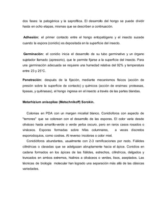 dos fases: la patogénica y la saprofítica. El desarrollo del hongo se puede dividir
hasta en ocho etapas, mismas que se describen a continuación.
Adhesión: el primer contacto entre el hongo entopatógeno y el insecto sucede
cuando la espora (conidio) es depositada en la superficie del insecto.
Germinación: el conidio inicia el desarrollo de su tubo germinativo y un órgano
sujetador llamado (apresorio), que le permite fijarse a la superficie del insecto. Para
una germinación adecuada se requiere una humedad relativa del 92% y temperatura
entre 23 y 25°C.
Penetración: después de la fijación, mediante mecanismos físicos (acción de
presión sobre la superficie de contacto) y químicos (acción de enzimas: proteasas,
lipasas, y quitinasas), el hongo ingresa en el insecto a través de las partes blandas.
Metarhizium anisopliae (Metschnikoff) Sorokin.
Colonias en PDA con un margen micelial blanco. Conidioforos con aspecto de
"terrones" que se colorean con el desarrollo de las esporas. El color varía desde
oliváceo hasta amarillo-verde o verde yerba oscuro, pero en raros casos rosados o
vináceos. Esporas formadas sobre hifas columnares, a veces discretos
esporodoquios, como costras. Al reverso incoloras o color miel.
Conidióforos abundantes, usualmente con 2-3 ramificaciones por nodo. Fiálides
cilíndricas o clavadas que se adelgazan abruptamente hacia el ápice. Conidios en
cadena formados en los ápices de las fiálides, estrechos, cilíndricos, delgados y
truncados en ambos extremos, hialinos a oliváceos o verdes, lisos, aseptados. Las
técnicas de biología molecular han logrado una separación más allá de las clásicas
variedades.
 