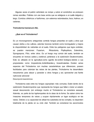 Algunas veces el patrón verticilado se rompe y sobre el conidioforo se producen
ramas sencillas. Fiálides con una base ancha que se adelgaza a un cuello delgado y
largo. Conidios cilíndricos a fusiformes, con extremos redondeados, lisos, hialinos, en
cadenas.
Trichoderma harzianum rifai.
¿Qué es el Trichoderma?
Es un microorganismo antagonista controla hongos presentes en suelo y otros que
causan daños a los cultivos, además funciona también como biorregulador y mejora
la disponibilidad de nutrientes en el suelo. Entre los patógenos que logra controlar,
se pueden mencionar: Fusarium, Rhizoctonia, Phythopthora, Sclerotinia,
Spongospora, Pitio, entre otros. Es un hongo muy común del suelo, también se
encuentra en troncos caídos y estiércol, pertenece a la subdivisión Deuteromicetes.
Este es utilizado en la agricultura como agente de control biológico debido a sus
propiedades como biopesticida, biofertilizantes y bioestimulantes Existen varias
especies del Trichoderma con muchas características que diferencian, poseen
facilidades para colonizar las raíces de las plantas, Trichoderma ha desarrollado
mecanismos para atacar y parasitar a otros hongos y así, aprovechar una fuente
nutricional adicional
Descripción taxonómica:
Trichoderma está entre los hongos saprophytic más comunes. Están dentro de la
subdivisión Deuteromycotina que representa los hongos que faltan o tener un estado
sexual desconocido (sin embargo mucho el Trichoderma se considera asexual).
Además, es parte de los hyphomycetes de la clase de la forma. Se saben cómo los
invasores tempranos de raíces y ocupan rápidamente un lugar ecológico en las
raíces. Debido a su capacidad de utilizar los substratos de los comples, no dependen
totalmente de la planta en su ciclo vital. También se consideran los ascomicetos
 