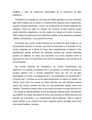 celulíticos y entre los organismos responsables de la destrucción de telas
celulósicas.
Trichoderma se encuentra en casi todos los suelos agrícolas y en otros ambientes
tales como madera que se decae. La mayoría de las especies crecen rápidamente,
producen conidios abundantes, y tienen una amplia gama de enzimas incluyendo los
cellulases. Tienen los sellos de ruderals. Sin embargo, muchas especies siguen
siendo altamente antagónicas a la otra especie de hongos por muchos procesos.
Éstos incluyen la producción de los antibióticos solubles de los antibióticos (peptides)
volátiles y permanentes, o por parasitismo directo.
Se alcanza esto cuando arrollan alrededor de los hyphae de otros hongos en un
mycoparasitsm llamado de proceso que limite el crecimiento y la actividad de los
hongos patógenos de la planta. El hongo tiene probablemente el sistema lo más
pesadamente posible estudiado del cellulases mientras que excreta cantidades
grandes de cellulases en media del crecimiento. Las varias tensiones tienen la
capacidad de reducir el crecimiento de la raíz de la putrefacción y del aumento de la
raíz de la planta.
Hay muchas especies del Trichoderma con muchas características que
diferencian. Por ejemplo, el harzianum del T. es tolerante a la tensión impuesta por
escasez nutriente. Son a menudo antagónicos hacia uno otro. En las altas
temperaturas T. el viride y el polysporum del T. son desplazados por Hamatum del T.
y Koningii del T., mientras que en las bajas temperaturas el contrario es verdad. Las
razones como éstos son porqué un ciertas especies son más prósperas durante
meses más frescos mientras que otras son más persistentes durante meses más
calientes. Trichoderma puede crecer en los suelos que tienen un rango del pH de 2,5
- 9,5, aunque la mayoría prefieren un leve al ambiente moderado ácido. Las especies
que prefieren los suelos más ácidos se miran como teniendo un hábito tensionar-más
tolerante del crecimiento y son generalmente menos agresivas. Toda la especie
puede producir a las colonias que tienen cualquiera blanco amarillear para poner
verde áreas fructíferas maduras.
 