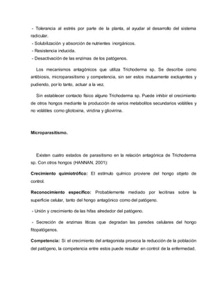 - Tolerancia al estrés por parte de la planta, al ayudar al desarrollo del sistema
radicular.
- Solubilización y absorción de nutrientes inorgánicos.
- Resistencia inducida.
- Desactivación de las enzimas de los patógenos.
Los mecanismos antagónicos que utiliza Trichoderma sp. Se describe como
antibiosis, microparasitismo y competencia, sin ser estos mutuamente excluyentes y
pudiendo, por lo tanto, actuar a la vez.
Sin establecer contacto físico alguno Trichoderma sp. Puede inhibir el crecimiento
de otros hongos mediante la producción de varios metabolitos secundarios volátiles y
no volátiles como gliotoxina, viridina y gliovirina.
Microparasitismo.
Existen cuatro estados de parasitismo en la relación antagónica de Trichoderma
sp. Con otros hongos (HANNAN, 2001):
Crecimiento quimiotrófico: El estímulo químico proviene del hongo objeto de
control.
Reconocimiento específico: Probablemente mediado por lecitinas sobre la
superficie celular, tanto del hongo antagónico como del patógeno.
- Unión y crecimiento de las hifas alrededor del patógeno.
- Secreción de enzimas líticas que degradan las paredes celulares del hongo
fitopatógenos.
Competencia: Si el crecimiento del antagonista provoca la reducción de la población
del patógeno, la competencia entre estos puede resultar en control de la enfermedad.
 
