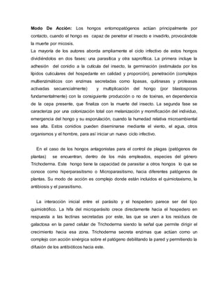 Modo De Acción: Los hongos entomopatógenos actúan principalmente por
contacto, cuando el hongo es capaz de penetrar el insecto e invadirlo, provocándole
la muerte por micosis.
La mayoría de los autores aborda ampliamente el ciclo infectivo de estos hongos
dividiéndolos en dos fases: una parasítica y otra saprofítica. La primera incluye la
adhesión del conidio a la cutícula del insecto, la germinación (estimulada por los
lípidos cuticulares del hospedante en calidad y proporción), penetración (complejos
multienzimáticos con enzimas secretadas como lipasas, quitinasas y proteasas
activadas secuencialmente) y multiplicación del hongo (por blastosporas
fundamentalmente) con la consiguiente producción o no de toxinas, en dependencia
de la cepa presente, que finaliza con la muerte del insecto. La segunda fase se
caracteriza por una colonización total con melanización y momificación del individuo,
emergencia del hongo y su esporulación, cuando la humedad relativa microambiental
sea alta. Estos conidios pueden diseminarse mediante el viento, el agua, otros
organismos y el hombre, para así iniciar un nuevo ciclo infectivo.
En el caso de los hongos antagonistas para el control de plagas (patógenos de
plantas) se encuentran, dentro de los más empleados, especies del género
Trichoderma. Este hongo tiene la capacidad de parasitar a otros hongos lo que se
conoce como hiperparasitismo o Microparasitismo, hacia diferentes patógenos de
plantas. Su modo de acción es complejo donde están incluidos el quimiotaxismo, la
antibiosis y el parasitismo.
La interacción inicial entre el parásito y el hospedero parece ser del tipo
quimiotrófico. La hifa del microparásito crece directamente hacia el hospedero en
respuesta a las lectinas secretadas por este, las que se unen a los residuos de
galactosa en la pared celular de Trichoderma siendo la señal que permite dirigir el
crecimiento hacia esa zona. Trichoderma secreta enzimas que actúan como un
complejo con acción sinérgica sobre el patógeno debilitando la pared y permitiendo la
difusión de los antibióticos hacia este.
 