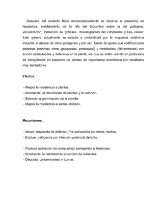 Después del contacto físico microscópicamente se observa la presencia de
haustorios, enrollamiento de la hifa del biocontrol sobre la del patógeno,
vacuolización, formación de gránulos, desintegración del citoplasma y lisis celular.
Este género actualmente se estudia a profundidad por la respuesta sistémica
inducida al ataque de otros patógenos y por ser fuente de genes que codifican para
proteínas (enzimas como glucanasas, proteasas)) y metabolitos (fitohormonas) con
acción estimuladora y defensiva en la planta, los que se están usando en protocolos
de transgénesis en especies de plantas de importancia económica con resultados
muy alentadores.
Efectos.
- Mejora la resistencia a plantas.
- Incrementa el crecimiento de plantas y la nutrición.
- Estimula la germinación de la semilla.
- Mejora la resistencia al estrés abiótico.
Mecanismos.
- Induce respuesta de defensa (Pre activación) por varios medios.
- Excluye patógenos por infección potencial del sitio.
- Produce activación de compuestos semejantes a hormonas.
- Incrementa la habilidad de absorción de nutrientes.
- Degrada contaminantes y toxinas.
 