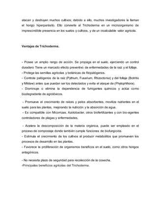atacan y destruyen muchos cultivos; debido a ello, muchos investigadores le llaman
el hongo hiperparásito. Ello convierte al Trichoderma en un microorganismo de
imprescindible presencia en los suelos y cultivos, y de un incalculable valor agrícola.
Ventajas de Trichoderma.
- Posee un amplio rango de acción. Se propaga en el suelo, ejerciendo un control
duradero Tiene un marcado efecto preventivo de enfermedades de la raíz y el follaje.
- Protege las semillas agrícolas y botánicas de fitopatógenos.
- Controla patógenos de la raíz (Pythium, Fusarium, Rhizoctonia) y del follaje (Botritis
y Mildew) antes que puedan ser los detectados y evita el ataque de (Phytophthora).
- Disminuye o elimina la dependencia de fumigantes químicos y actúa como
biodegradante de agrotóxicos.
- Promueve el crecimiento de raíces y pelos absorbentes, moviliza nutrientes en el
suelo para las plantas, mejorando la nutrición y la absorción de agua.
- Es compatible con Micorrizas, Azotobacter, otros biofertilizantes y con bio-agentes
controladores de plagas y enfermedades.
- Acelera la descomposición de la materia orgánica, puede ser empleado en el
proceso de compostaje donde también cumple funciones de biofungicida.
- Estimula el crecimiento de los cultivos al producir metabolitos que promueven los
procesos de desarrollo en las plantas.
- Favorece la proliferación de organismos benéficos en el suelo, como otros hongos
antagónicos.
- No necesita plazo de seguridad para recolección de la cosecha.
-Principales beneficios agrícolas del Trichoderma.
 
