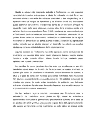 Quizás la calidad más importante atribuida a Trichoderma es este especies’
capacidad de inmunizar y de proteger la planta del ordenador principal. En un lazo
simbiótico similar a eso entre las bacterias y las raíces o ésa nitrogen-fixing de la
legumbre entre los hongos de Mycorrhizal y los sistemas de la raíz, Trichoderma
puede sobrevivir por períodos considerables dentro de un ordenador principal, no
causando ningún daño pero ofreciendo muchos años de la protección contra una
variedad de otros microorganismos. Páez (2006) reporta que se ha comprobado que
el Trichoderma produce sustancias estimuladoras del crecimiento y desarrollo de las
plantas. Estas sustancias actúan como catalizadores o aceleradores de los tejidos
meristemáticos primarios en las partes jóvenes de éstas, acelerando su reproducción
celular, logrando que las plantas alcancen un desarrollo más rápido que aquellas
plantas que no hayan sido tratadas con dicho microorganismo.
Algunas especies de Trichoderma han sido reportadas como estimuladoras de
crecimiento en especies tales como: clavel, crisantemo, tagetes, petunia, pepino,
berenjena, arveja, pimienta, rábano, tabaco, tomate, lechuga, zanahoria, papa,
algodón, fríjol y pastos ornamentales.
Las semillas de pepino germinan dos días antes que aquellas que no van sido
inoculadas con el hongo. La floración de Pervinca rosea, se acelera el número de
botones por planta. En crisantemo se incrementa también el número de botones, la
altura y el peso de plantas son mayores que aquellas no tratadas. Tales respuestas
han ocurrido consistentemente a concentraciones de 108 unidades formadoras de
colonias por gramo de suelo, estas densidades de población son fácilmente
aplicables al suelo en formulaciones, las cuales favorecen a su vez el incremento de
la población de Trichoderma en el medio.
Se han realizado algunos estudios preliminares con Trichoderma para la
estimulación del crecimiento sobre plantas de fríjol, donde los aislamientos
seleccionados estimularon la germinación y presentaron un aumento en la altura de
las plantas entre el 70 y 80%, y una ganancia en peso de un 60% aproximadamente,
ello supone un incremento en los rendimientos de este cultivo. Un ensayo similar
 