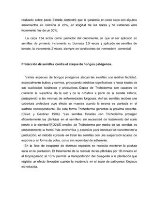 realizado sobre pasto Estrella demostró que la ganancia en peso seco con algunos
aislamientos es cercana al 23%, en longitud de las raíces y de estolones este
incremento fue de un 30%.
La cepa T34 actúa como promotor del crecimiento, ya que al ser aplicado en
semillas de pimiento incrementa su biomasa 2.5 veces y aplicado en semillas de
tomate, la incrementa 2 veces, siempre en condiciones de invernadero comercial.
Protección de semillas contra el ataque de hongos patógenos.
Varias especies de hongos patógenos atacan las semillas con relativa facilidad,
especialmente bulbos y cormos, provocando pérdidas significativas y hasta totales de
sus cualidades botánicas y productivas. Cepas de Trichoderma son capaces de
colonizar la superficie de la raíz y de la rizósfera a partir de la semilla tratada,
protegiendo a las mismas de enfermedades fungosas. Así las semillas reciben una
cobertura protectora cuyo efecto se muestra cuando la misma es plantada en el
sustrato correspondiente. De esta forma Trichoderma garantiza la próxima cosecha.
(David y Gardiner 1996). “Las semillas tratadas con Trichoderma protegen
eficientemente las plántulas en el semillero sin necesidad de tratamiento del suelo
previo a la siembra”(P.22).El empleo de Trichoderma por medio de las semillas es
probablemente la forma más económica y extensiva para introducir el biocontrol en la
producción, el método consiste en tratar las semillas con una suspensión acuosa de
esporas o en forma de polvo, con o sin necesidad de adherente.
En la fase de trasplante de diversas especies se necesita mantener la postura
sana en la plantación. El tratamiento de la radícula de las plántulas por 10 minutos en
el biopreparado al 10 % permite la transportación del bioagente a la plantación que
registra un efecto favorable cuando la incidencia en el suelo de patógenos fúngicos
es reducida.
 