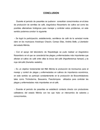 CONCLUSION
Durante el periodo de pasantías se pudieron consolidar conocimientos en el área
de producción de semillas de café, diagnóstico fitosanitario de cultivo así como las
posibles alternativas biológicas para manejar y controlar estos problemas, en este
sentido podemos concluir lo siguiente:
- Se logró la participación, estableciendo, semilleros de café de la variedad monte
claro en los municipios Arzobispo Chacón, Campo Elías, Andrés Bello, y Libertador
del estado Mérida.
- Con el apoyo del laboratorio de fitopatología se pudo realizar un diagnóstico
fitosanitario en el que se caracterizó las plagas y enfermedades más importantes que
afectan al cultivo de café entre ellas la broca del café (Hypothenemus hampei), y la
roya del café (Humeilia vastatrix).
- Es un objetivo fundamental del INIA Mérida la producción de bioinsumos para el
manejo y control de plagas y enfermedades en cultivos de importancia económica,
en este sentido se participó constantemente en la producción de Biocontroladores
tales como Trichoderma, Beauveria, Paecilomyces utilizados para controlar las
plagas y enfermedades más importantes en el café.
- Durante el periodo de pasantías se estableció contacto directo con productores
cafetaleros del estado Mérida con los que hubo un intercambio de saberes y
conocimientos.
 
