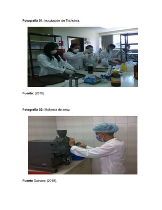 Fotografía 01: Inoculación de Trichoinia.
Fuente: (2018).
Fotografía 02: Molienda de arroz.
Fuente Guevara (2018).
 