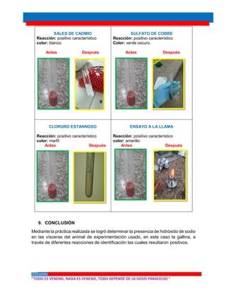 “TODO ES VENENO, NADA ES VENENO, TODO DEPENDE DE LA DOSIS PARACELSO “
SALES DE CADMIO
Reacción: positivo característico
color: blanco
Antes Después
SULFATO DE COBRE
Reacción: positivo característico
Color: verde oscuro
Antes Después
CLORURO ESTANNOSO
Reacción: positivo característico
color: marfil
Antes Después
ENSAYO A LA LLAMA
Reacción: positivo característico
color: amarillo
Antes Después
9. CONCLUSIÓN
Mediante la práctica realizada se logró determinar la presencia de hidróxido de sodio
en las vísceras del animal de experimentación usado, en este caso la gallina, a
través de diferentes reacciones de identificación las cuales resultaron positivos.
 