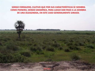 SORGO FORRAJERO, CULTIVO QUE POR SUS CARACTERÍSTICAS SE SIEMBRA COMO PIONERO, SIENDO GRAMÍNEA, PARA LUEGO DAR PASO A LA SIEMBRA DE UNA OLEAGINOSA, EN ESTE CASO GENERALMENTE GIRASOL                                        Abril 2009