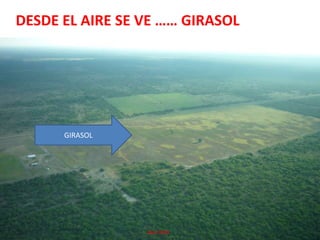 DESDE EL AIRE SE VE …… GIRASOLGIRASOL Bolsa de Cereales- Gira NOA - Mayo 2008                                        Abril 2009