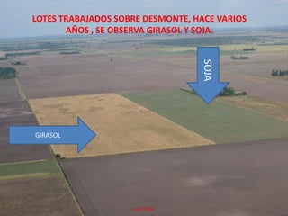 LOTES TRABAJADOS SOBRE DESMONTE, HACE VARIOS AÑOS , SE OBSERVA GIRASOL Y SOJA.SOJAGIRASOL                                          Abril 2009