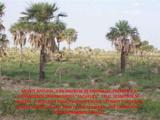 MONTE NATURAL, CON ABUNCIA DE PAJONALES, PALMERAS Y HORMIGEROS DENOMIDADOS “TACURUES”.  EN EL DESMONTE SE PROCEDE  A REMOVER PRINCIPALMENTE ESTOS ULTIMOS Y LAS PAJAS (PUEDE HABER QUEMA) PARA LUEGO SEMBRAR  UNA GRAMINEA Y POSTERIORMENTE GIRASOL                                       Abril 2009